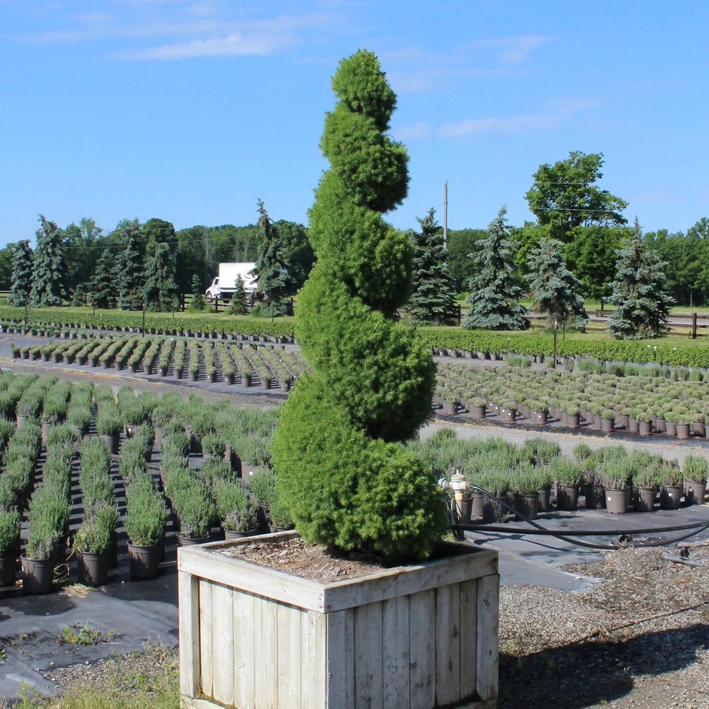 Dwarf Alberta Spruce - 3 Gallon