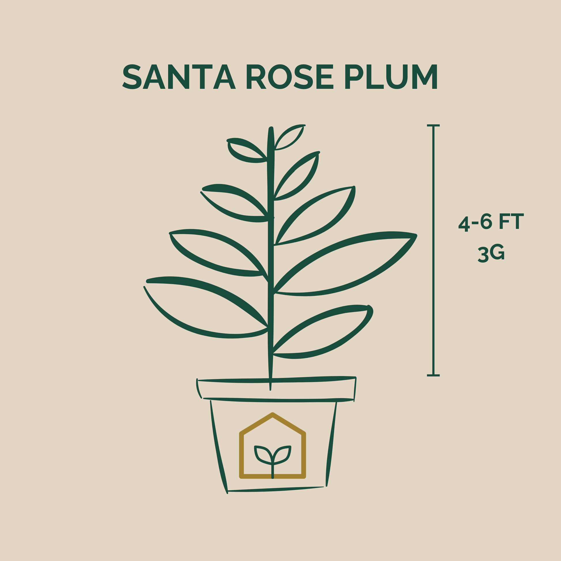 Illustration of a Santa Rose Plum plant with dimensions on a beige background