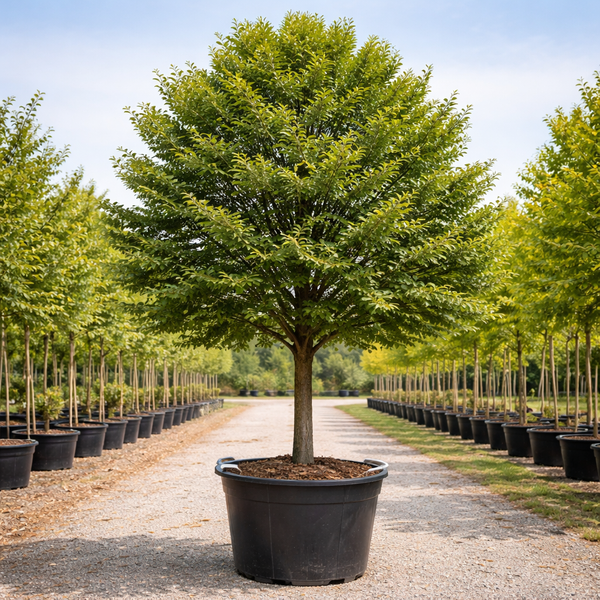 Sawtooth Oak – Trees and Plants