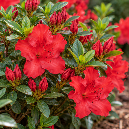 Autumn Bonfire® Azalea