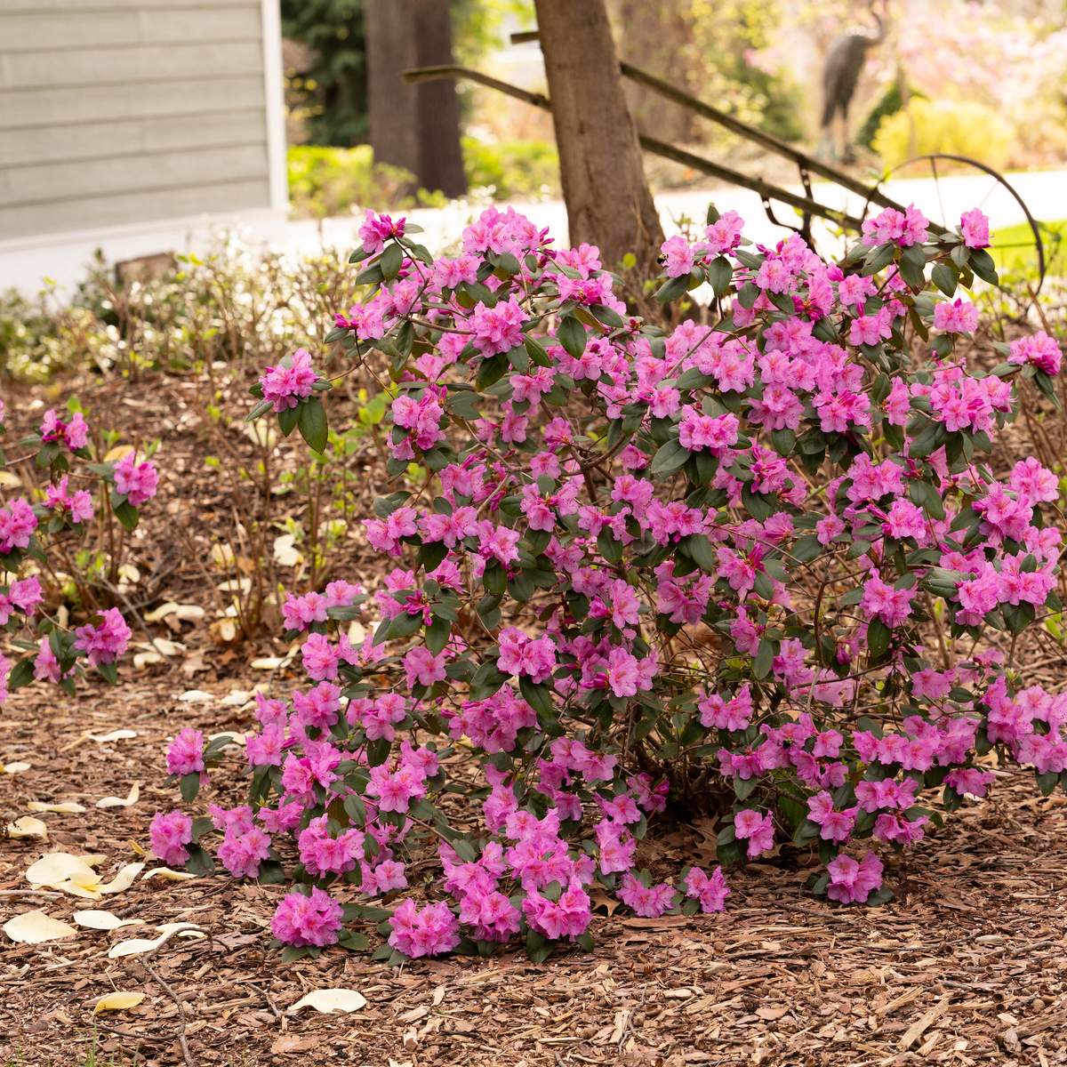 Black Hat® Rhododendron
