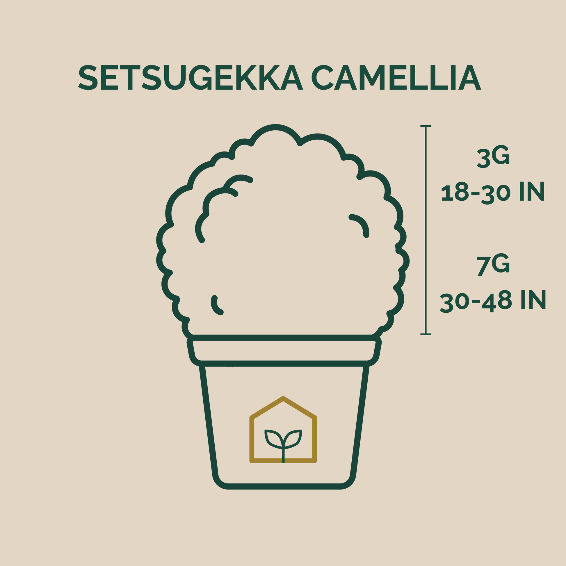 Illustration of a potted plant with size chart on a beige background