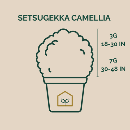 Illustration of a potted plant with size chart on a beige background