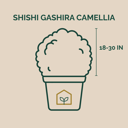 Illustration of a Shishi Gashira Camellia plant with dimensions on a beige background