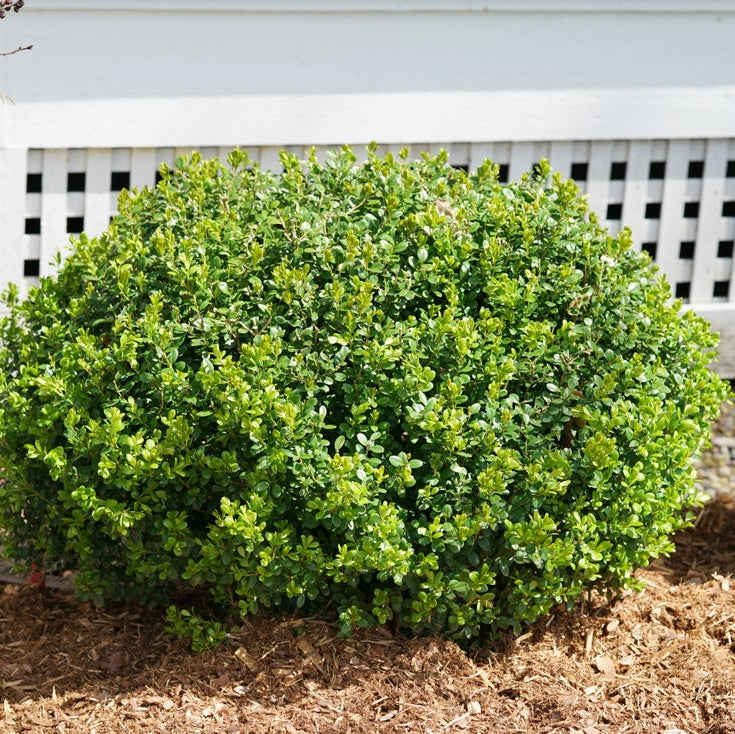 A rounded, dense green shrub planted in a mulch bed in front of a white lattice fence.