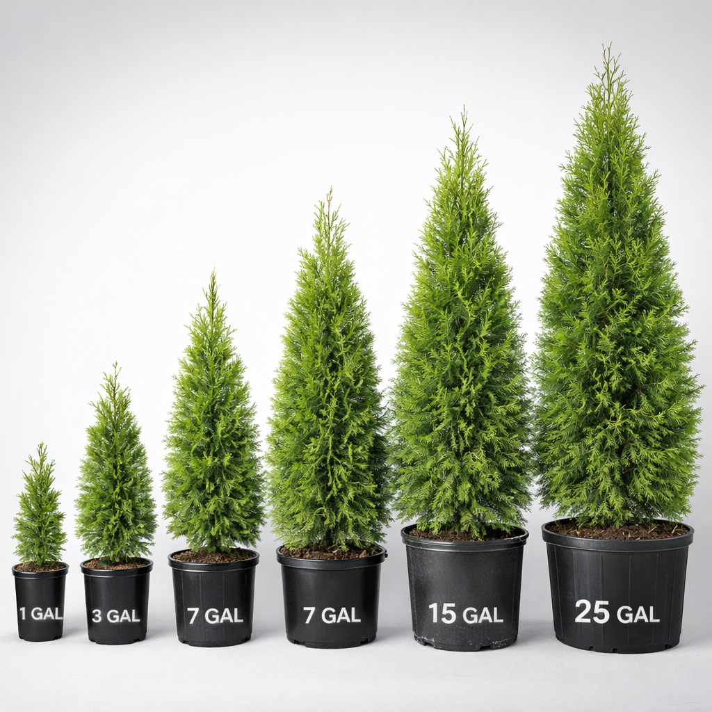 Set of six potted trees with varying sizes and labels on a white background