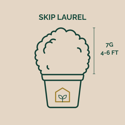 Illustration of a potted plant with 'Skip Laurel' text and plant dimensions on a beige background.