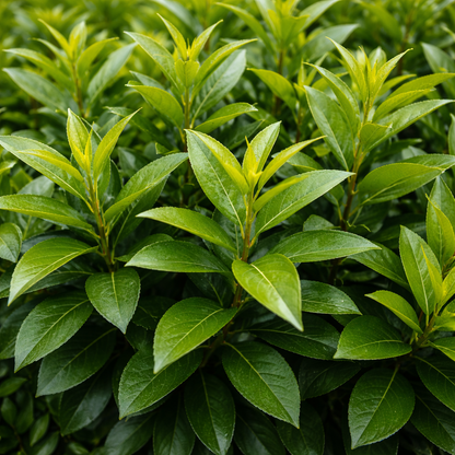Close-up of green leaves with a blurred background