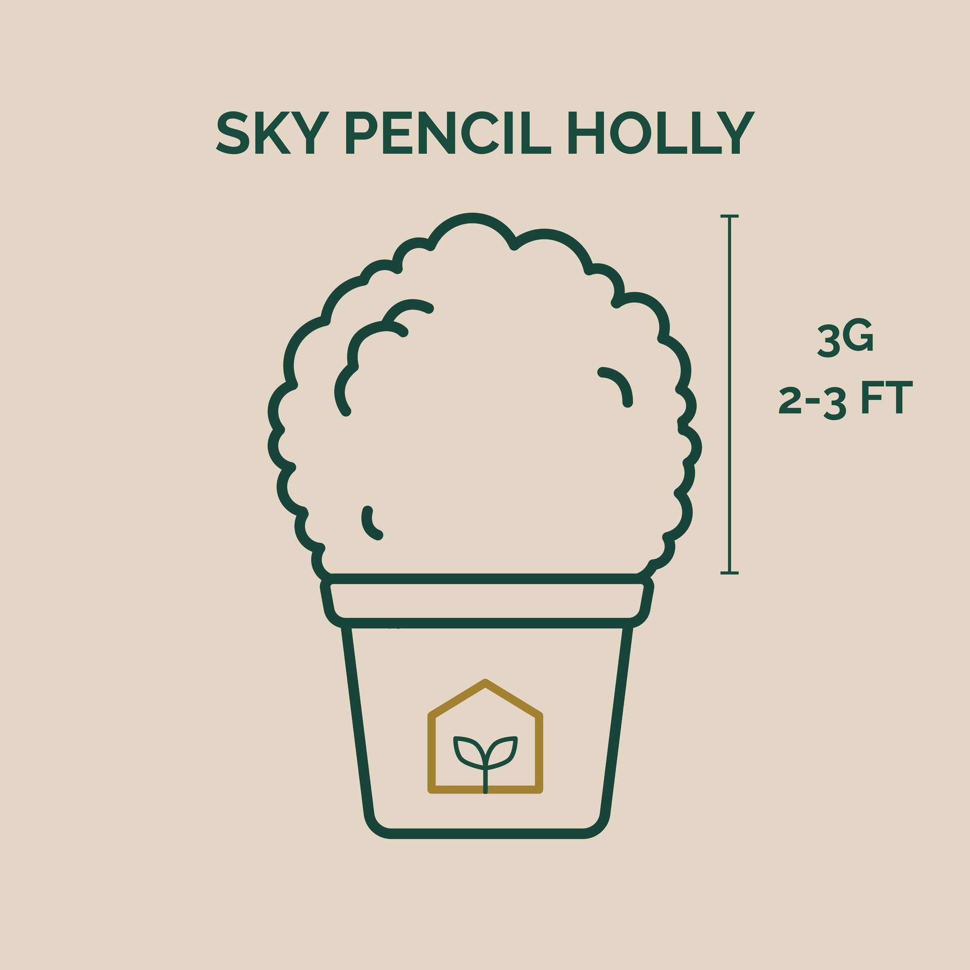 Illustration of a potted plant labeled 'Sky Pencil Holly' with dimensions on a beige background.