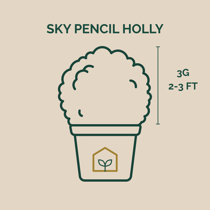 Illustration of a potted plant labeled 'Sky Pencil Holly' with dimensions on a beige background.