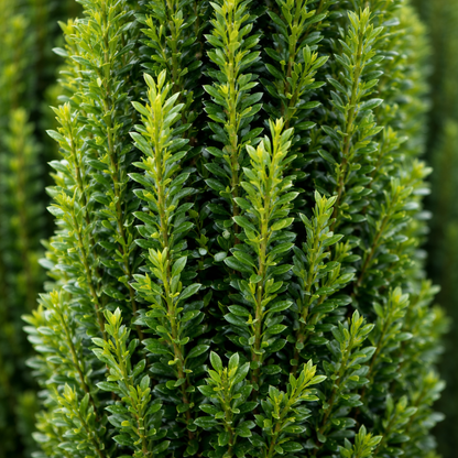 Close-up of a dense cluster of green shrub leaves