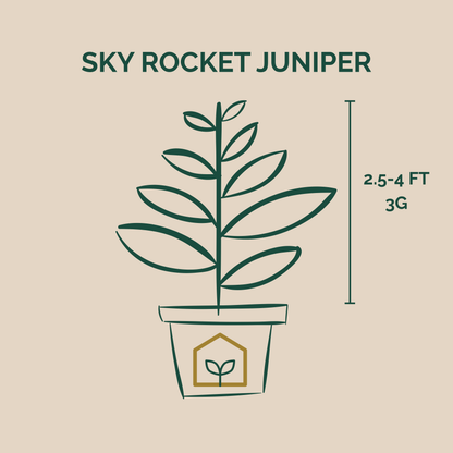 Illustration of a potted Sky Rocket Juniper plant with dimensions on a beige background