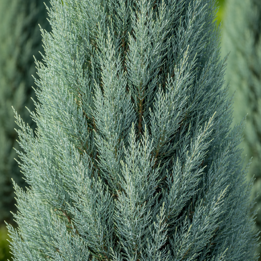 Close-up of a blue-green coniferous tree