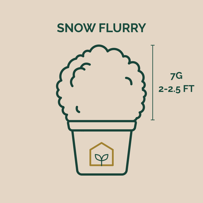 Illustration of a plant labeled 'Snow Flurry' with weight and length information on a beige background.