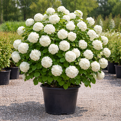 Potted plant with white flowers and green leaves in a garden setting