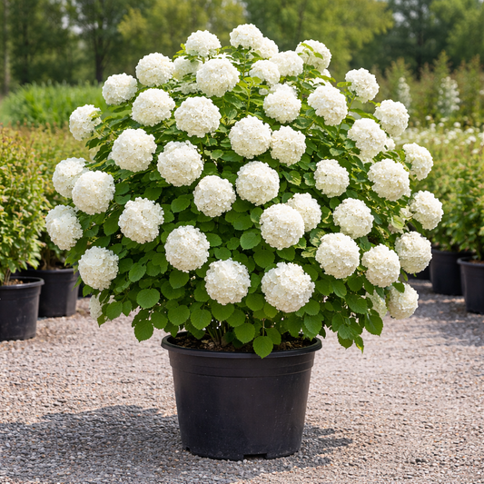 Potted plant with white flowers and green leaves in a garden setting