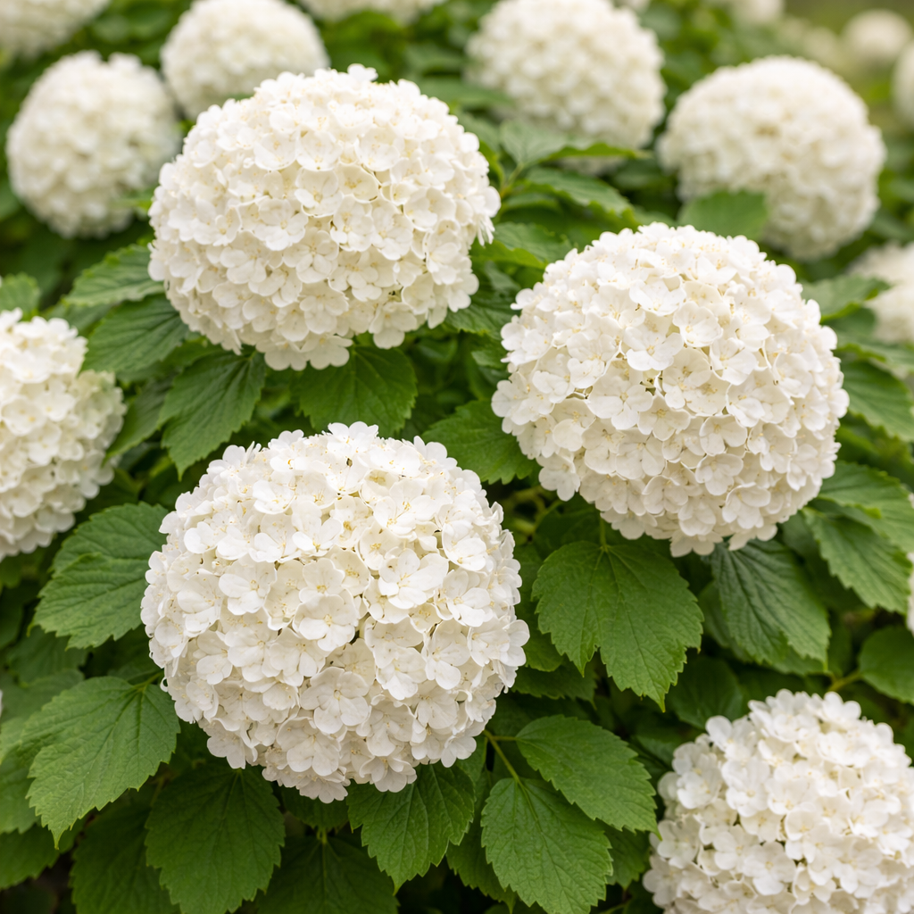 Close-up of white hydrangea flowers with green leaves