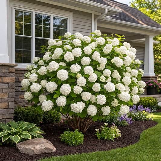 White flowering bush in a garden bed with a house in the background