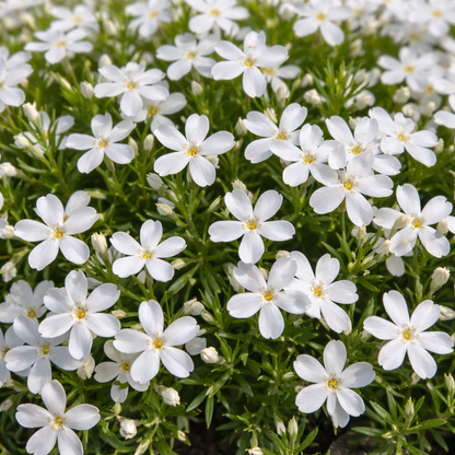 Close-up of white flowers with green leaves