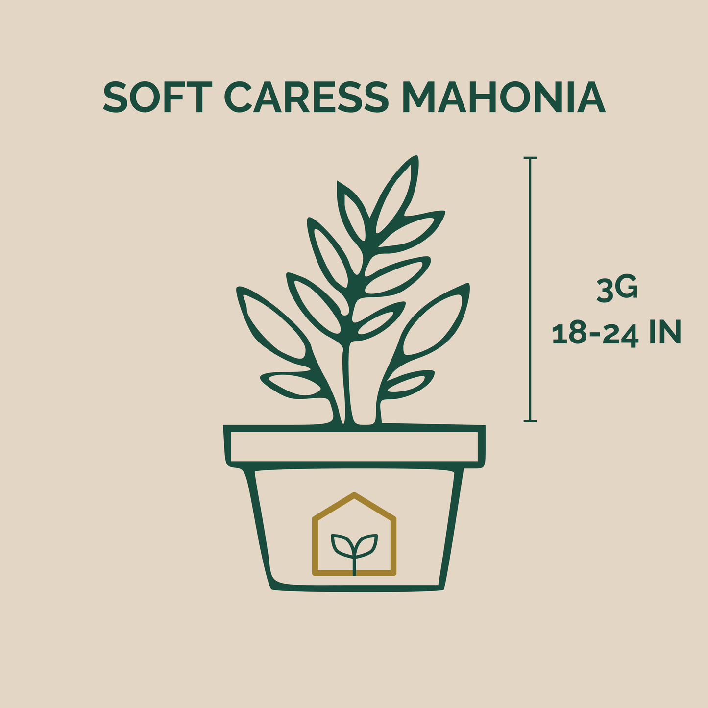 Illustration of a potted plant with 'Soft Caress Mahonia' text and dimensions on a beige background