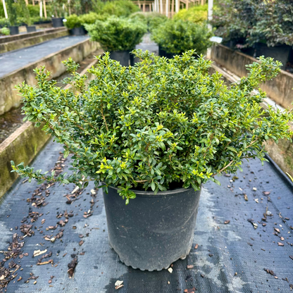 Potted plant in a greenhouse setting
