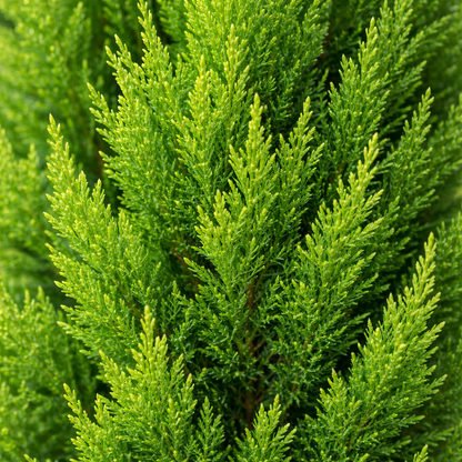 Close-up of a green coniferous tree
