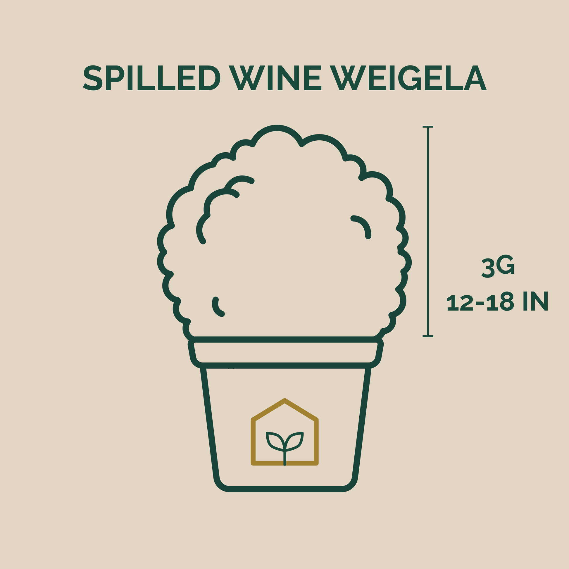 Illustration of a plant labeled 'Spilled Wine Weigela' with dimensions on a beige background