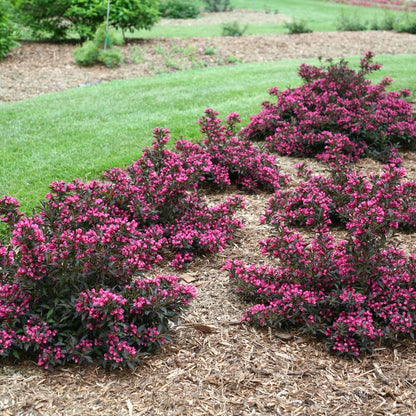 Pink flowering shrubs with dark purple foliage planted in a mulched garden bed next to a green lawn.