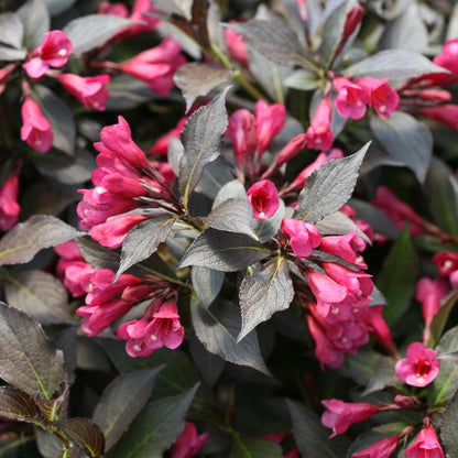 Close-up of pink and red flowers with green leaves