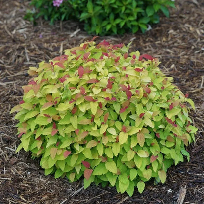 Double Play® Candy Corn® Spirea - 3 Gallon