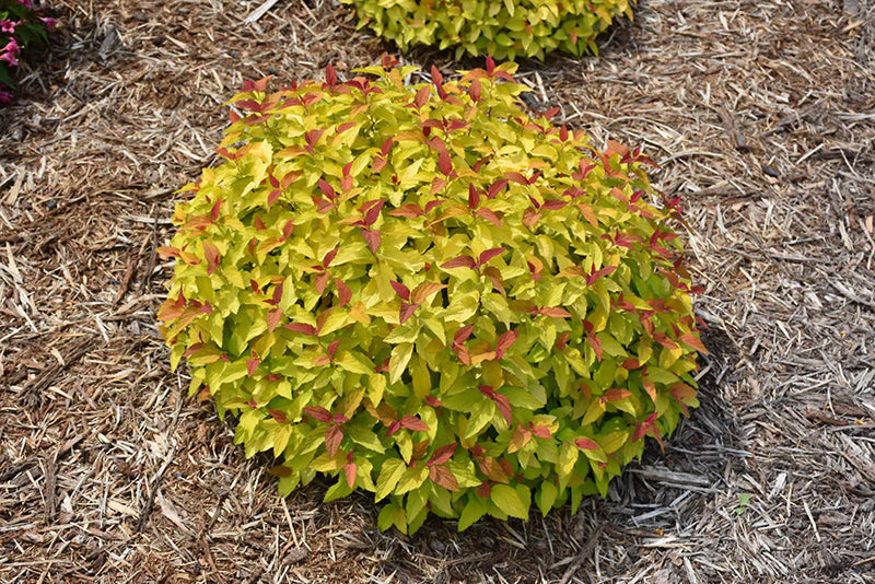 Double Play® Candy Corn® Spirea - 3 Gallon