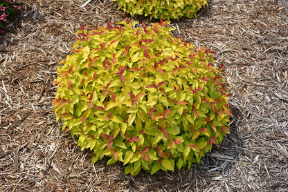 Double Play® Candy Corn® Spirea - 3 Gallon