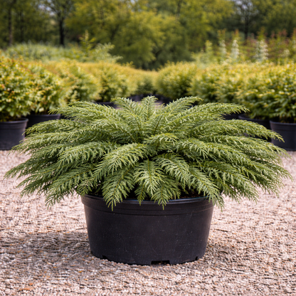 Potted fern plant in a garden setting with other plants in the background