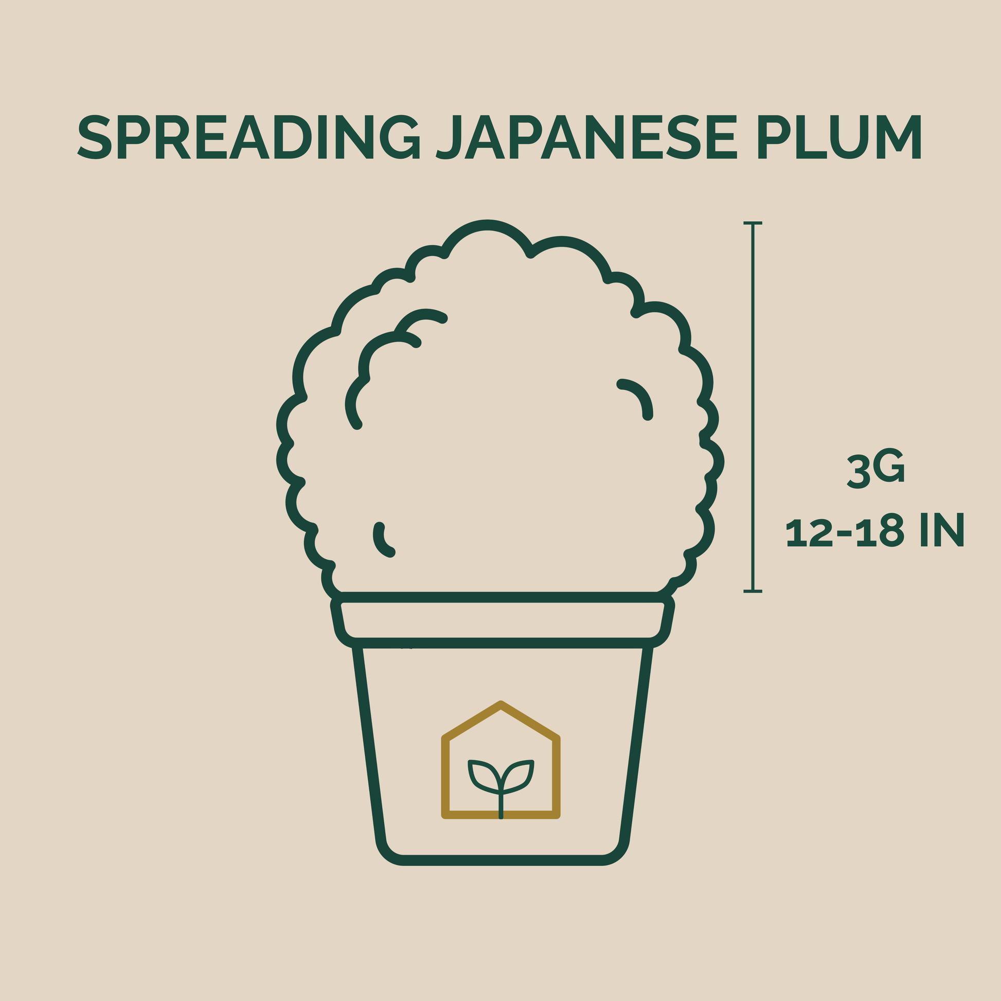 Illustration of a plant labeled 'Spreading Japanese Plum' with dimensions on a beige background.