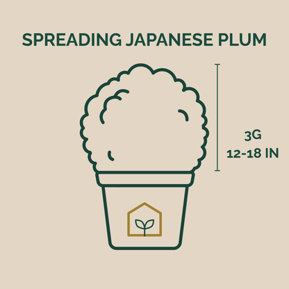 Illustration of a plant labeled 'Spreading Japanese Plum' with dimensions on a beige background.