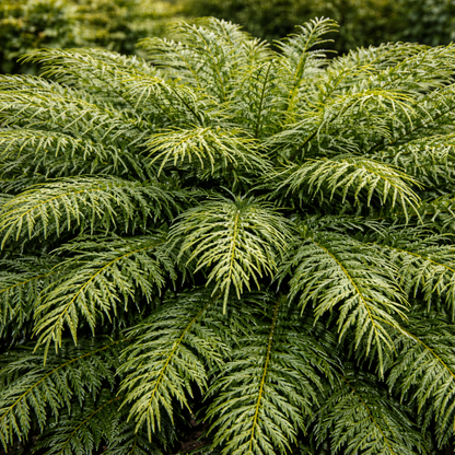 Close-up of a dense cluster of green fern-like plants.