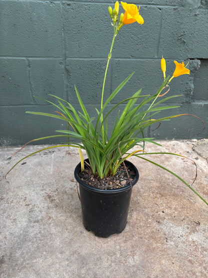 Potted plant with yellow flowers against a gray wall.