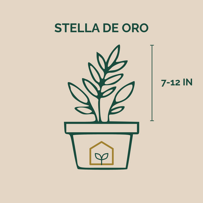 Illustration of a potted plant with 'Stella de Oro' text and plant height measurement on a beige background.