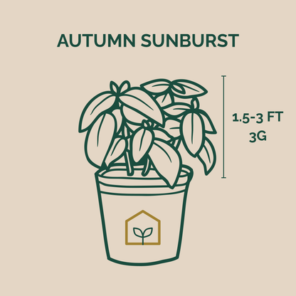 Illustration of a potted plant with 'Autumn Sunburst' text and plant size information on a beige background.