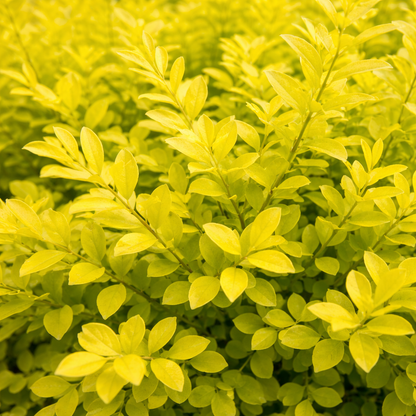 Close-up of bright green leaves