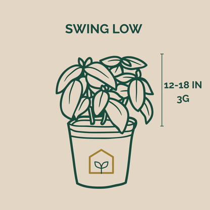 Illustration of a potted plant with dimensions and text on a beige background