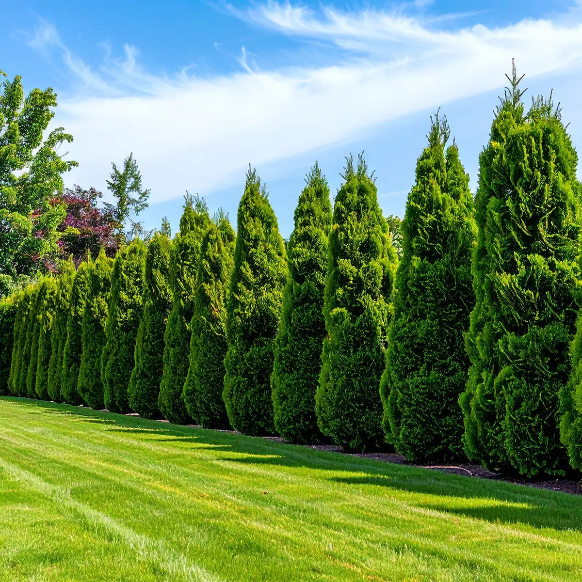 Thuja Green Giant Arborvitae