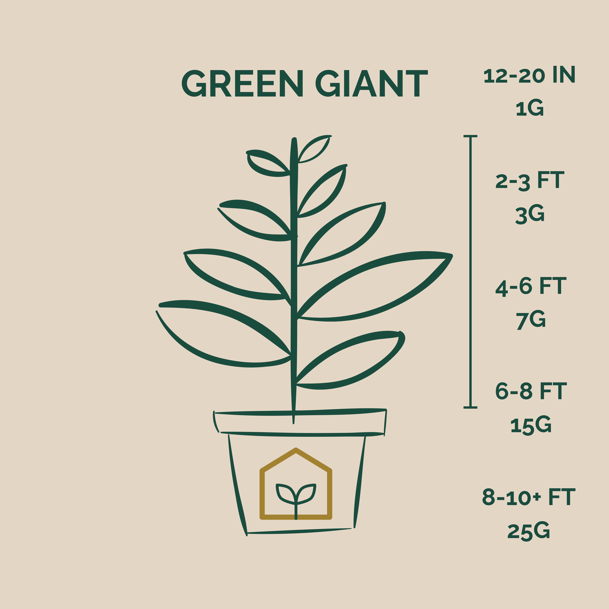 Average Sizes of Green Giants in Pots