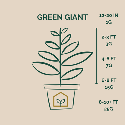 Average Sizes of Green Giants in Pots