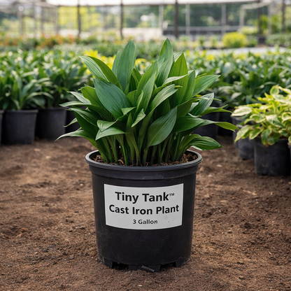 Potted cast iron plant labeled 'Tiny Tank' in a nursery setting