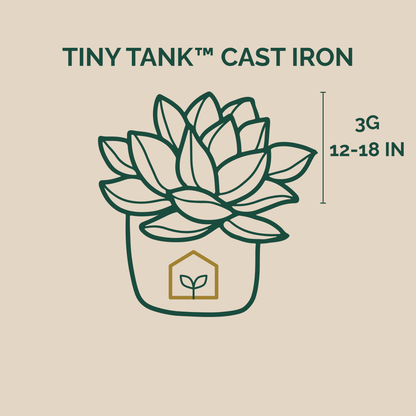 Illustration of a succulent plant in a Tiny Tank Cast Iron pot with dimensions on a beige background.