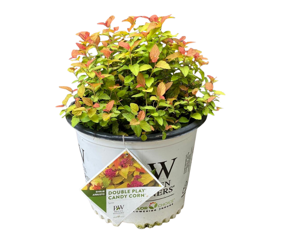 Double Play® Candy Corn® Spirea - 3 Gallon
