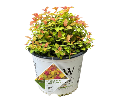 Double Play® Candy Corn® Spirea - 3 Gallon