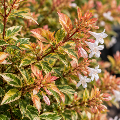 Suntastic™ Peach Abelia