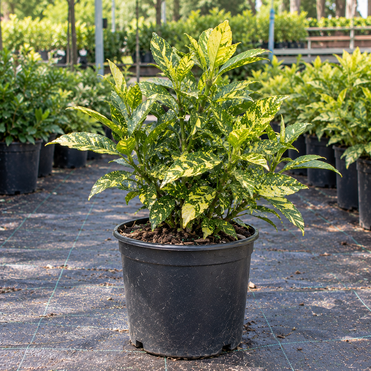 Dwarf Variegated Aucuba (Spotted Laurel)